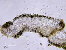 Attēlu rezultāti vaicājumam “Cliostomum corrugatum”