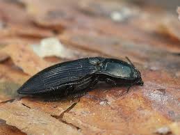 Attēlu rezultāti vaicājumam “Selatosomus aeneus”