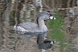 Image result for Podilymbus podiceps