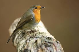 Attēlu rezultāti vaicājumam “Erithacus rubecula nest”
