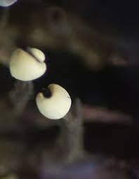 Attēlu rezultāti vaicājumam “Diderma effusum spores”