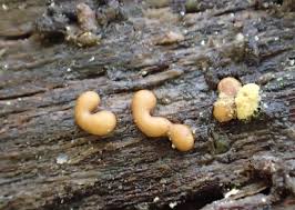 Attēlu rezultāti vaicājumam “Ophiotheca chrysosperma macro”