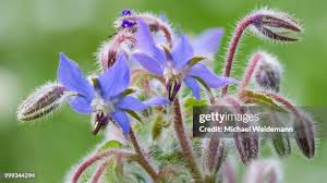 Image result for Borretsch