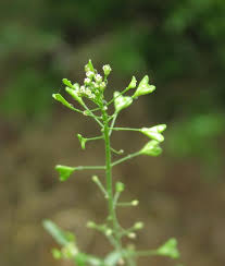 Attēlu rezultāti vaicājumam “Capsella bursa-pastoris flower”