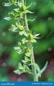 Attēlu rezultāti vaicājumam “Digitalis purpurea fruit”