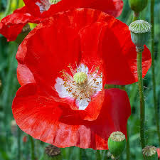 Attēlu rezultāti vaicājumam “Papaver rhoeas flower”