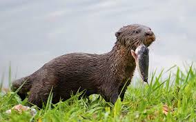 Image result for Worthing Otters