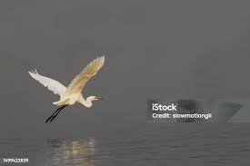 Attēlu rezultāti vaicājumam “Egretta alba adult”