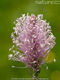 Attēlu rezultāti vaicājumam “Plantago media”