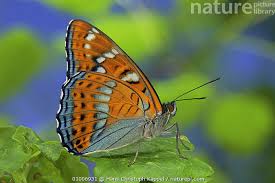 Attēlu rezultāti vaicājumam “Limenitis populi”