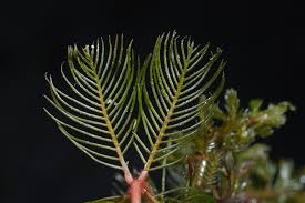 Attēlu rezultāti vaicājumam “Myriophyllum spicatum”
