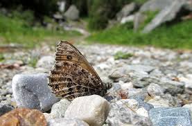 Attēlu rezultāti vaicājumam “Oeneis jutta underside”