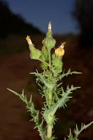 Attēlu rezultāti vaicājumam “Sonchus asper flower”
