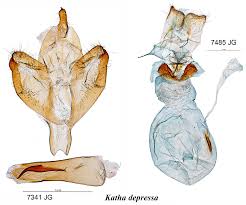 Attēlu rezultāti vaicājumam “Eilema depressa imago”