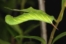 Attēlu rezultāti vaicājumam “Sphinx ligustri larva”