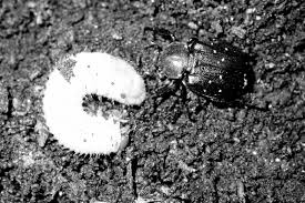 Attēlu rezultāti vaicājumam “Gnorimus variabilis”