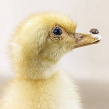 Attēlu rezultāti vaicājumam “Anas platyrhynchos juvenile”