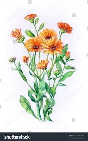 Attēlu rezultāti vaicājumam “Calendula officinalis leaf”
