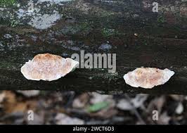 Attēlu rezultāti vaicājumam “Postia fragilis”