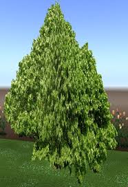 Attēlu rezultāti vaicājumam “Tilia amurensis”