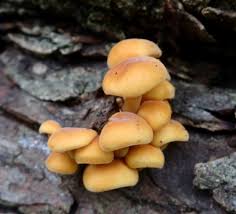 Attēlu rezultāti vaicājumam “Sowerbyella radiculata”