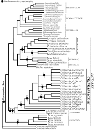 Attēlu rezultāti vaicājumam “Licea castanea sessile”