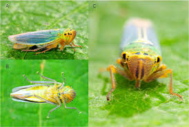 Attēlu rezultāti vaicājumam “Cicadella viridis female”