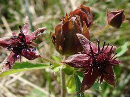 Attēlu rezultāti vaicājumam “Comarum palustre leaf”