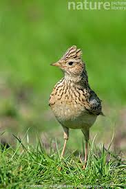 Image result for Alauda arvensis