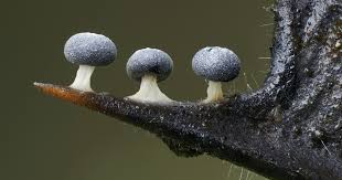 Attēlu rezultāti vaicājumam “Didymium squamulosum stalked”