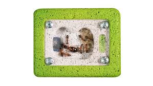 Image result for ytong ants