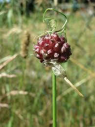 Attēlu rezultāti vaicājumam “Allium scorodoprasum fruit”