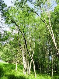 Attēlu rezultāti vaicājumam “Betula pendula var. carelica”