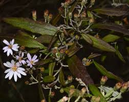 Attēlu rezultāti vaicājumam “Symphyotrichum x salignum leaf”