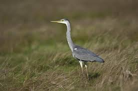 Attēlu rezultāti vaicājumam “Ardea cinerea”