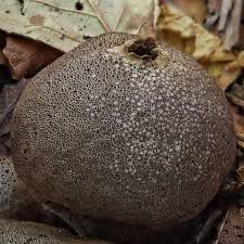 Attēlu rezultāti vaicājumam “Lycoperdon pyriforme sessile”