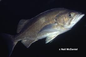 Image result for Sebastes