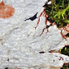 Attēlu rezultāti vaicājumam “Physisporinus sanguinolentus”