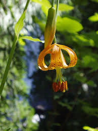 Attēlu rezultāti vaicājumam “Liceaceae”