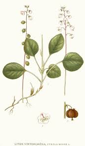 Attēlu rezultāti vaicājumam “Pyrola minor”