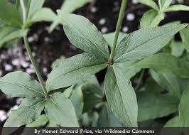 Attēlu rezultāti vaicājumam “Silene tatarica leaf”