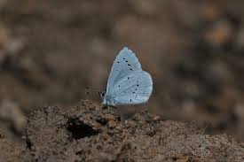 Attēlu rezultāti vaicājumam “Celastrina argiolus underside”