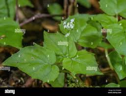 Attēlu rezultāti vaicājumam “Circaea alpina leaf”