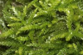 Attēlu rezultāti vaicājumam “Eurhynchiastrum pulchellum”