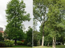 Attēlu rezultāti vaicājumam “Fraxinus excelsior”