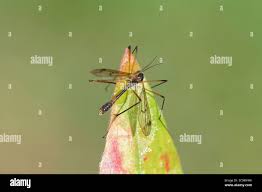 Attēlu rezultāti vaicājumam “Ptychoptera sp.”