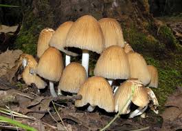Attēlu rezultāti vaicājumam “Coprinus micaceus”