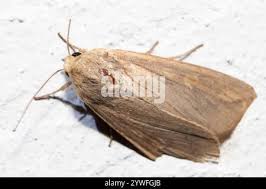 Attēlu rezultāti vaicājumam “Mythimna sp.”