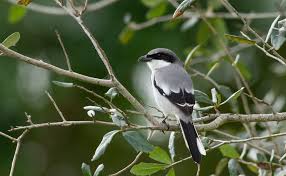 Attēlu rezultāti vaicājumam “Laniidae”