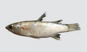 Image result for Mugil cephalus